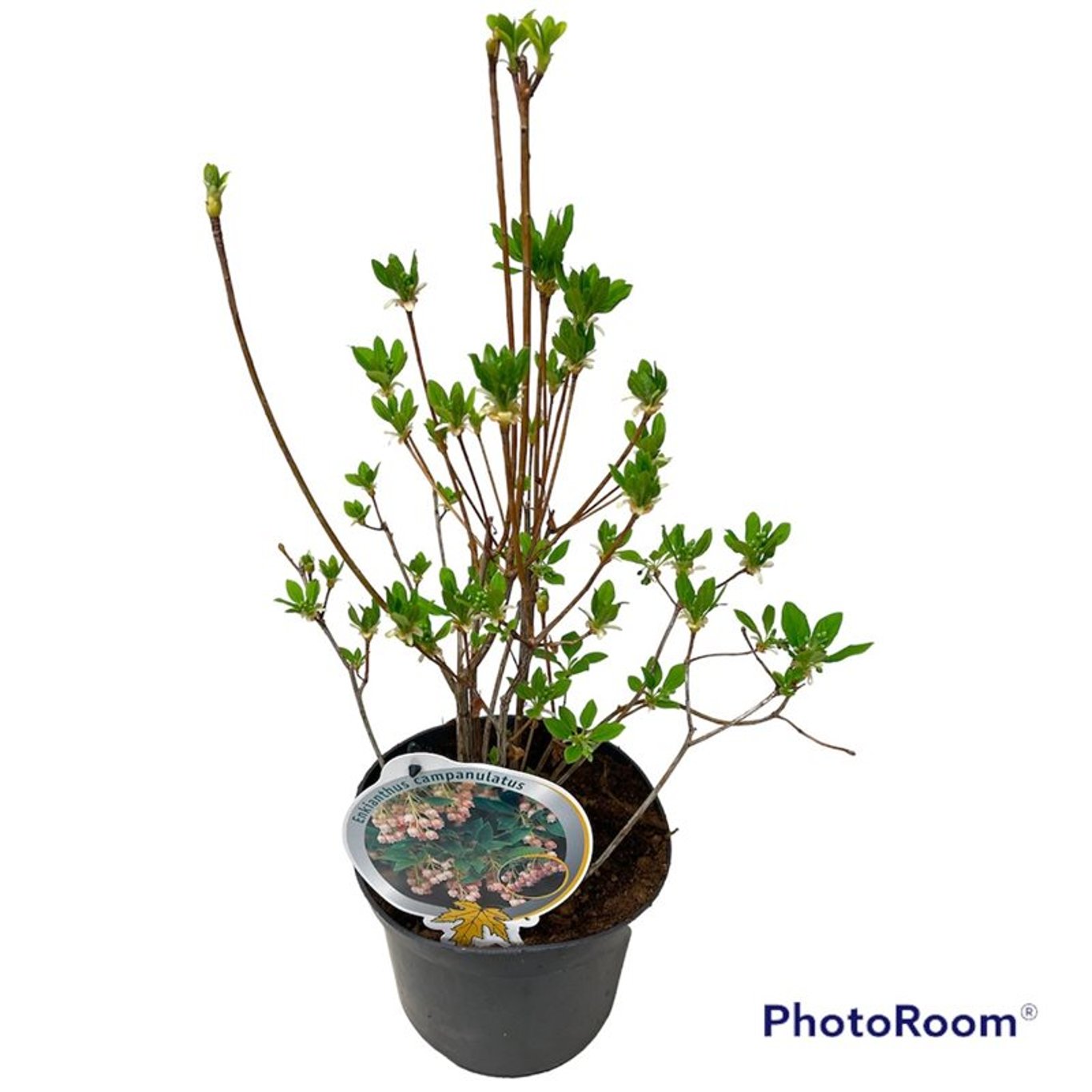 Rödljung – Enkianthus campanulatus - C3 30-40 CM